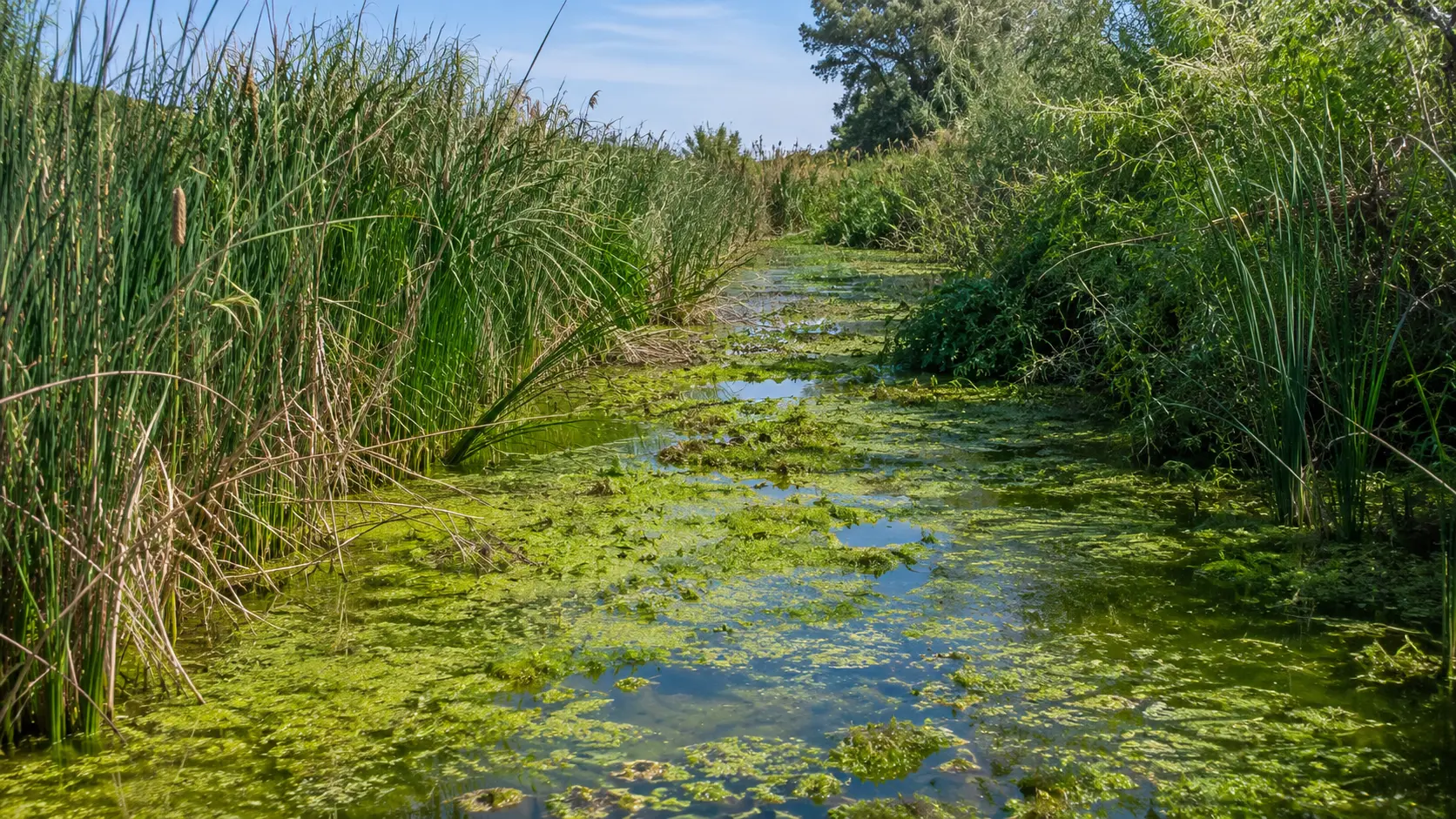 Overgrown watershed illustrating aquatic vegetation and algae management challenges